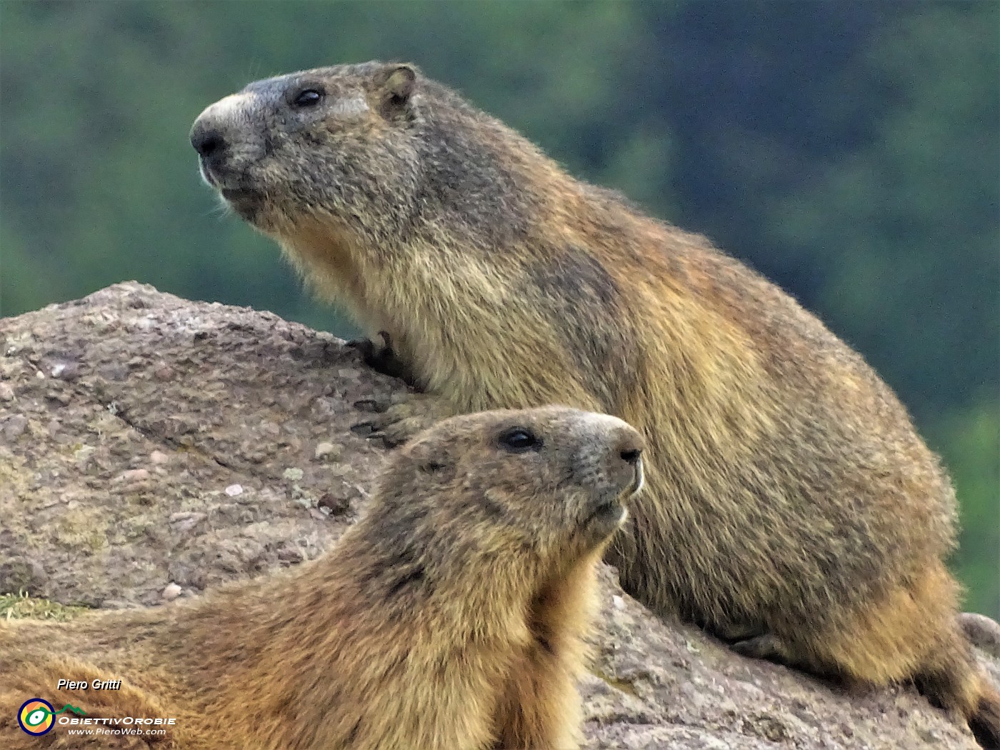 95 Marmotte in comoda sentinella su grossi massi.JPG